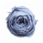 プリザーブドフラワー ローズ・ココット ミモザイエロー DO002730-521