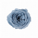 プリザーブドフラワー ローズ・ココット ダスティーブルー DO002730-63..