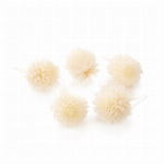 ドライフラワー　 モリソニア オフホワイト DO003300-011