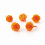 プリザーブドフラワー 千日紅・プリザーブド・ヘッド バニラピンク DO00345..