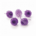 プリザーブドフラワー 千日紅・プリザーブド・ヘッド フルーティオレンジ DO00..