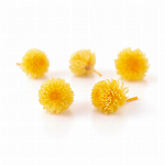 プリザーブドフラワー 千日紅・プリザーブド・ヘッド スウィートライラック DO0..