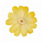 プリザーブドフラワー 千日紅・プリザーブド・ヘッド ソーダブルー DO00345..