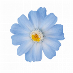 プリザーブドフラワー ジニア・小・グラデーション ホワイトイエロー DO0034..