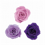 プリザーブドフラワー ジニア・小・グラデーション ホワイトブルー DO00346..