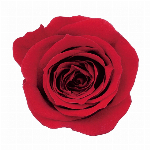 プリザーブドフラワー ローズ・いずみ・カラーアソート ピンク／パープルミックス ..