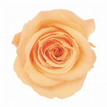 プリザーブドフラワー ローズ・ミミ レッド DO003840-321