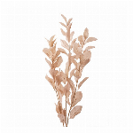 ドライフラワー　 イタリアンルスカス オフホワイト DO003910-011