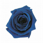 プリザーブドフラワー ピッコラブロッサムローズ ブラウングレー FL000041..