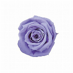 プリザーブドフラワー ベイビーローズ シャーベットオレンジ FL000050-0..