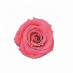 プリザーブドフラワー ベイビーローズ ピュアパープル FL000050-089