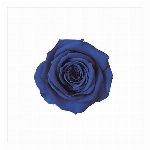 プリザーブドフラワー マイクロローズ グランブルー FL000060-012