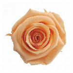 プリザーブドフラワー スプレーローズ グランブルー FL000070-012