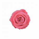 プリザーブドフラワー スプレーローズ ピュアパープル FL000070-089