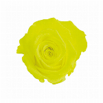 東京堂 プリザーブドフラワー スプレーローズ  花径約3.5~4.5cm､花丈約3~4cm 8輪入FL000070-092