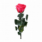 プリザーブドフラワー ショートステムローズ ベイビーピンク FL000072-0..