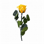 プリザーブドフラワー ショートステムローズ ホットピンク FL000072-00..