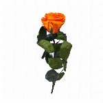 プリザーブドフラワー ショートステムローズ ゴールデンイエロー FL000072..