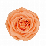 プリザーブドフラワー スタンダードローズ グランブルー FL000100-012