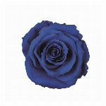 プリザーブドフラワー アンデスアジサイ シトラスグリーン FL000291-06..