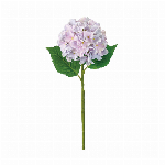 MAGIQ　ヘデラベリーブランチ＃１７　ＰＵＲＰＬＥFW092703-017　造..