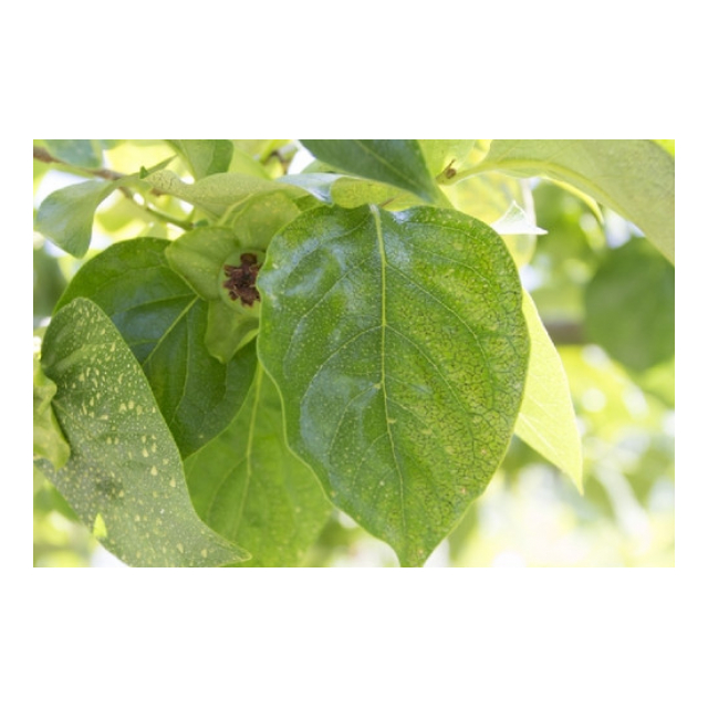 紀州産柿の葉エキス100mL:301】1本で1000mLの化粧水 和歌山県産・無