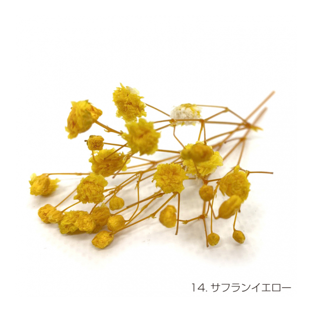 Amazon | 桜 おしどり桜 苗木 3.5号 八重 豆桜 富士桜 矮性 盆栽