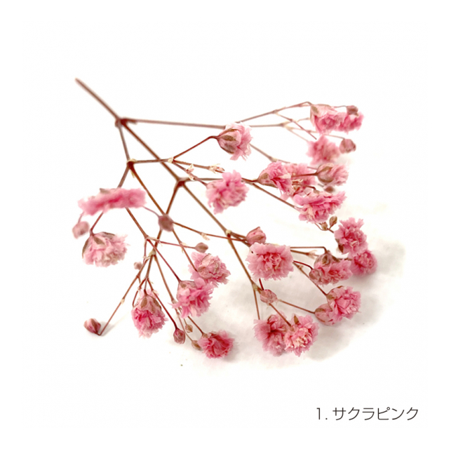 photo1