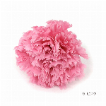 花材 フリルカーネーション ベイビーピンク プリザーブドフラワー