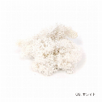 花材 モスフォレスト ホワイト プリザーブドフラワー