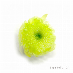 花材 グラデーションマムこまち ライトグリーン プリザーブドフラワー