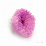 花材 グラデーションマムこまち ライラック プリザーブドフラワー