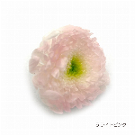 花材 ライスフラワー(ナチュラルシリーズ） ライトグリーン プリザーブドフラワー