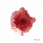 花材 ライスフラワー(ナチュラルシリーズ） ライトブルー プリザーブドフラワー