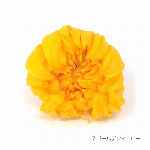 花材 リンギク モーニングイエロー プリザーブドフラワー 輪菊