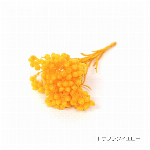 花材 ライスフラワー ミントブルー プリザーブドフラワー