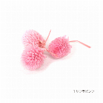 花材 センニチコウ リップピンク プリザーブドフラワー 千日紅