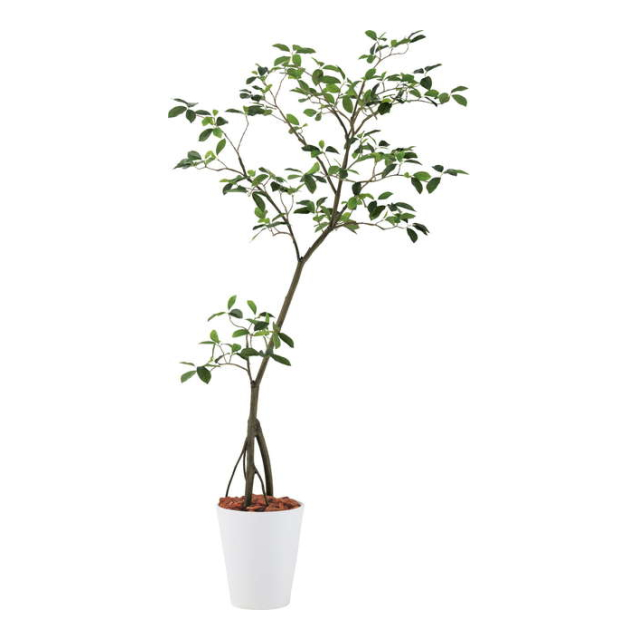 ガジュマル ガジュマル1.8m - 株式会社ポピー [品番：GLPT-213] の卸・問屋