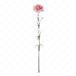 フリージアブッシュ