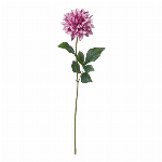 大提灯桜