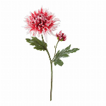 フリージア