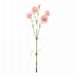 ピオニーパフスプレー