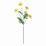 シングルカーネーション