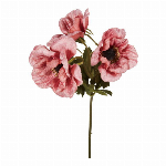 大和菊