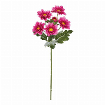大和菊