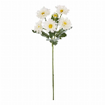 大和菊