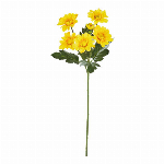 大和菊