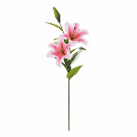 大和菊