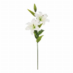 大和菊