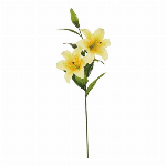 大和菊
